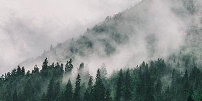 Nadelbäume im Nebel
